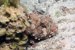 Scorpion Fish hiding out behind some coral. by Nathan Cook 